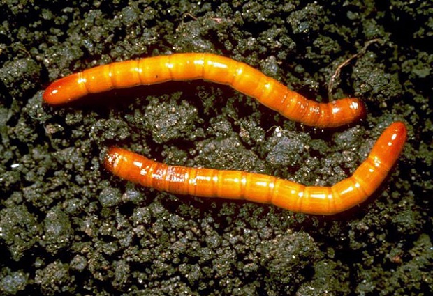 gusano de alambre en la tierra