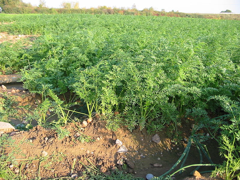 plántulas de zanahorias en el jardín