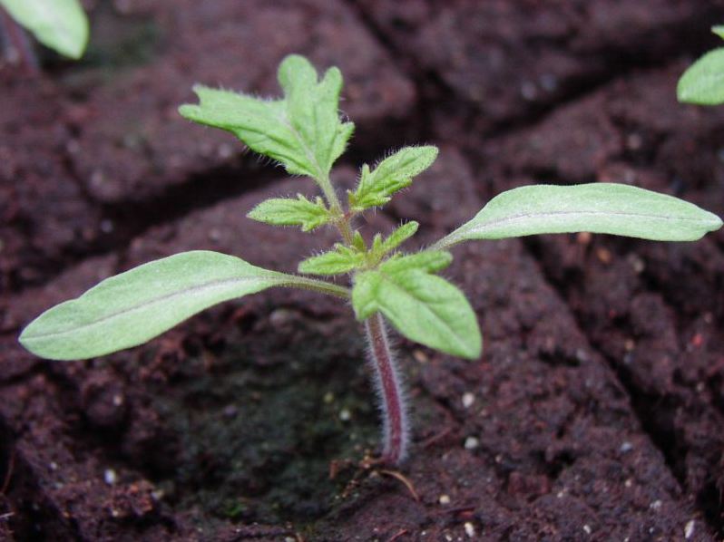 plants de tomates dans le sol