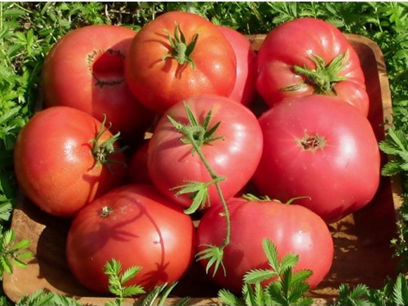 Tomate Pride of Siberia