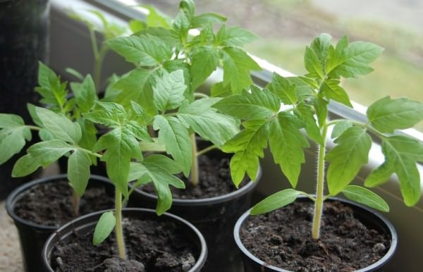 seedlings in pots