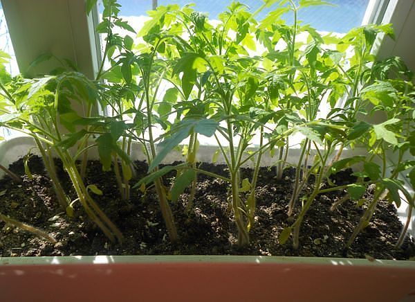 tomatenzaailingen op de vensterbank