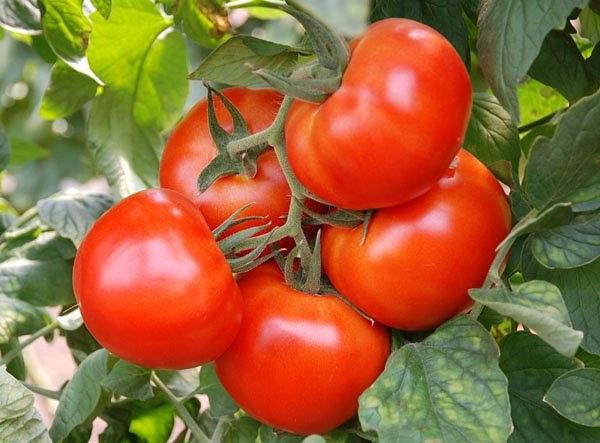 Tomate siberiano de maduración temprana en campo abierto