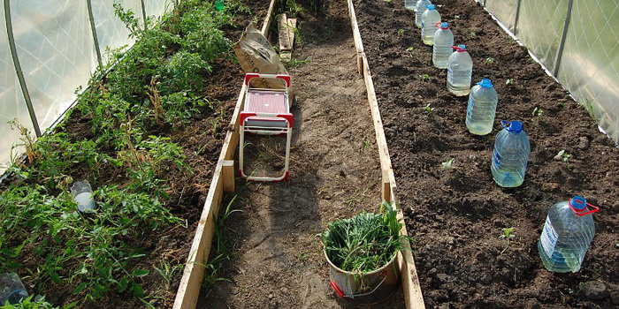 watering cucumber