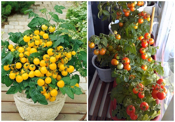 tomato balcony duo