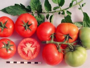 Characteristics and description of the Sanka tomato variety, its yield and cultivation