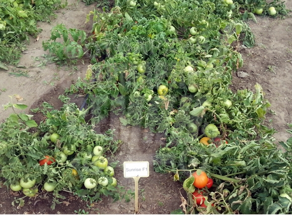 Sunrise tomatoes in the open field