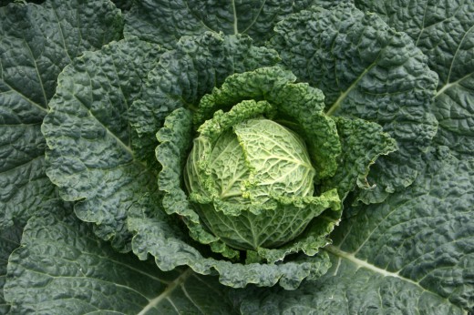 savoy cabbage