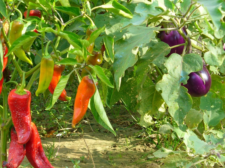 pimientos y berenjenas en el mismo invernadero