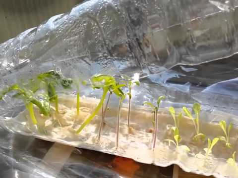 growing seedlings