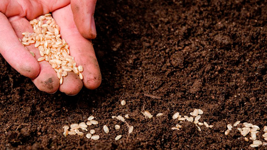 semillas para el jardín