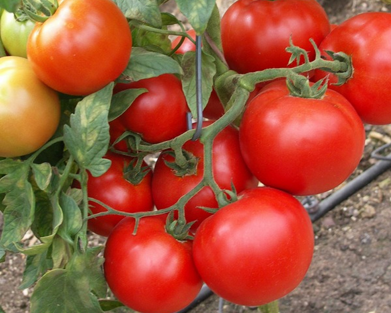 tomato bushes sunrise