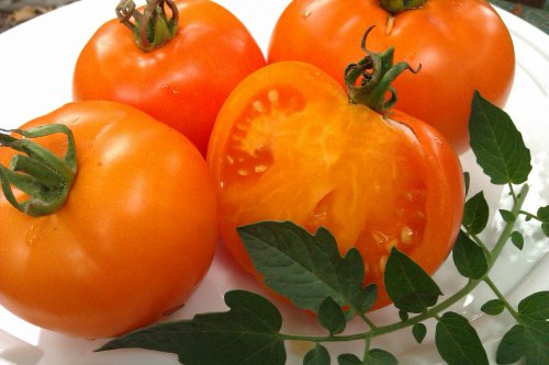 Éléphant orange tomate sur une assiette