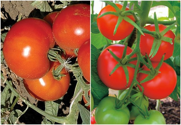 tomates anyuta dans le jardin