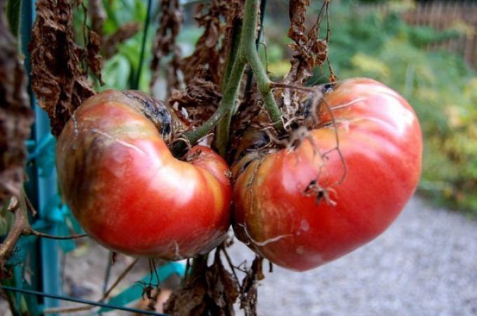 kasna blitva na rajčici na otvorenom polju