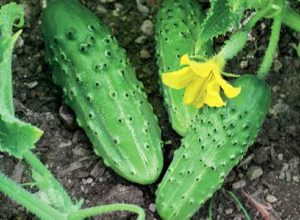 Characteristics and description of the Far Eastern cucumber, its cultivation