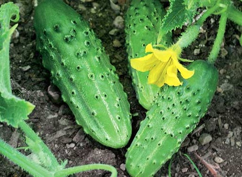 Far Eastern cucumbers