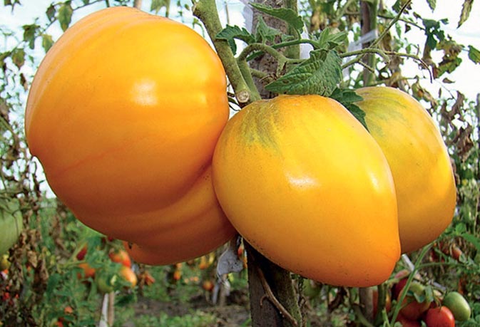 arbustos de tomate rey de siberia