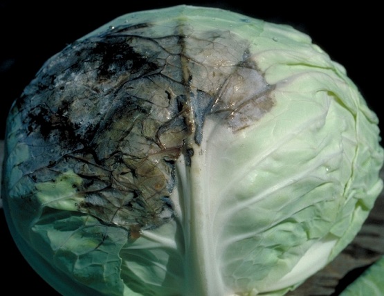 slimy bacteriosis of cabbage