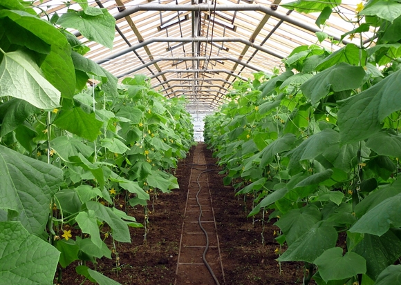 option for garter cucumbers in the greenhouse