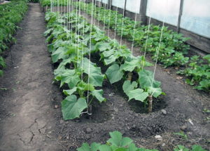 How to properly tie cucumbers in a polycarbonate greenhouse