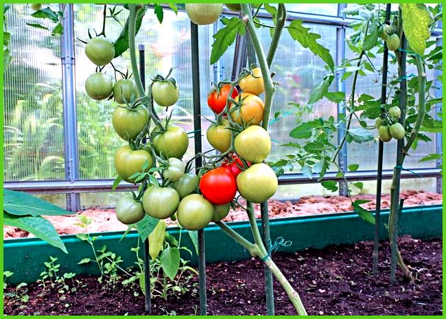 Les buissons de tomates dans une serre