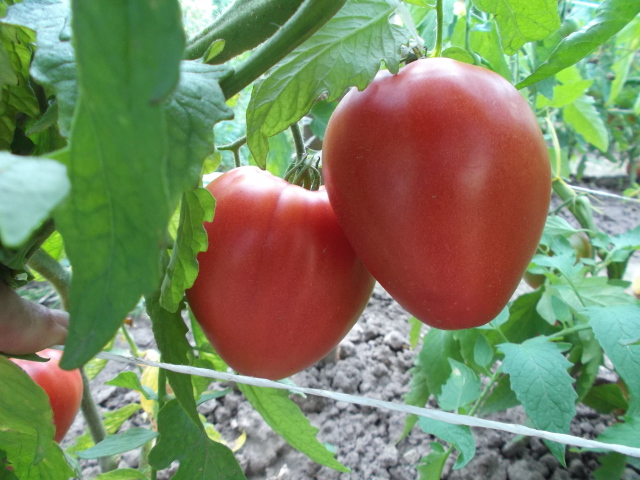 tomato lazy bushes