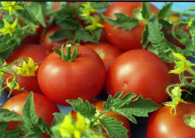 garniture blanche aux tomates