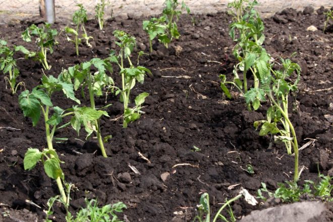 tomato planting