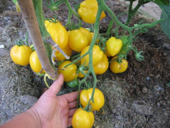 récolte de tomates