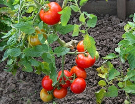 tomate d'extérieur