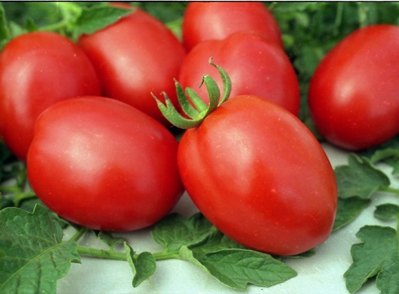 De Barao tomatoes on the table