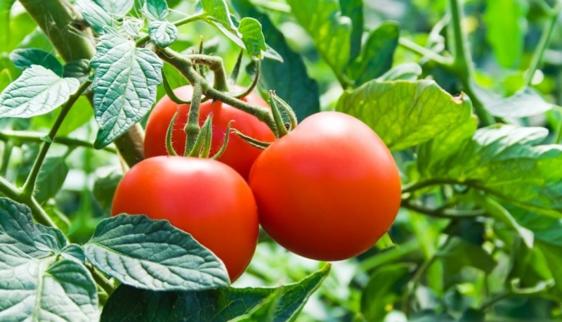 cuidado del tomate