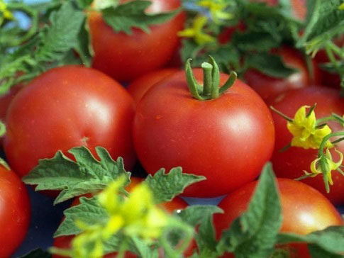 variété de tomate