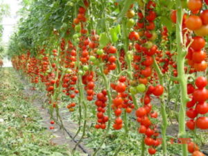 Características y descripción de la variedad de tomate Money bag, su rendimiento.