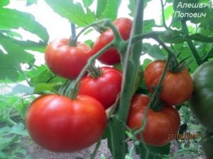 Caractéristiques et description de la variété de tomate Alyosha Popovich, son rendement