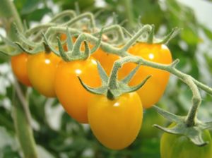 Ciri-ciri dan keterangan pelbagai jenis tomato Tarikh merah (kuning, oren, Siberia) F1, hasilnya