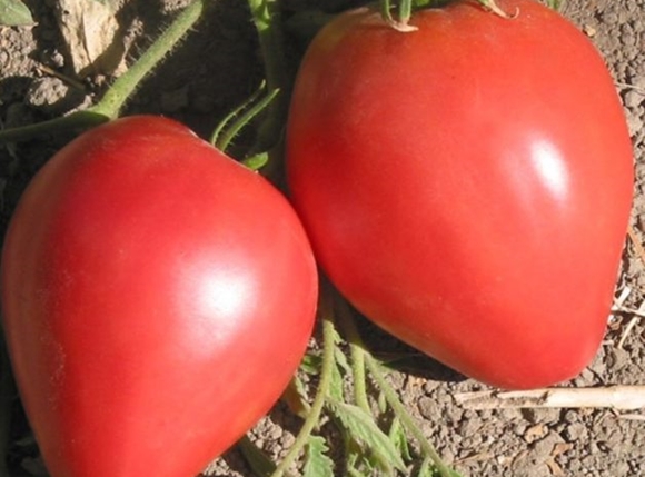 la tomate paresseuse repose sur le sol