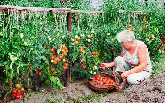 growing tomatoes