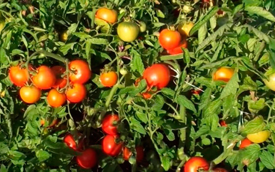 récolte de tomates