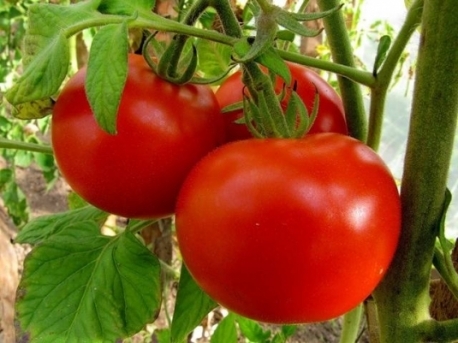 tomate dans le jardin