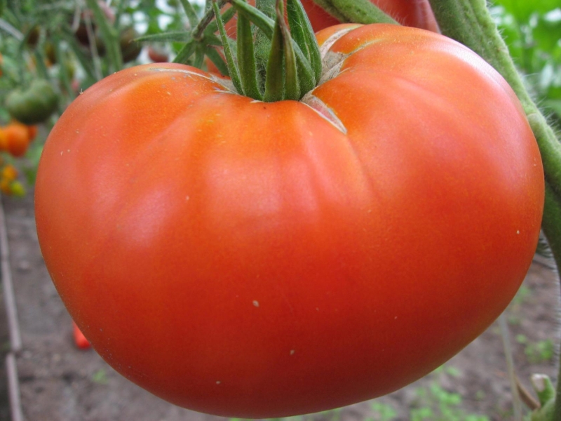 tomate de la bonne taille dans le jardin