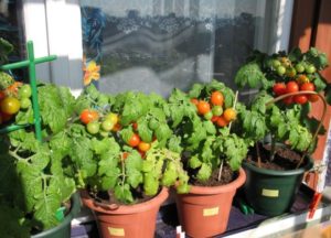 Step-by-step instructions on how to grow tomatoes on the balcony for beginners