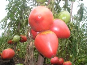 Mga katangian at paglalarawan ng iba't ibang kulay-rosas na Flamingo na kamatis, ang ani nito