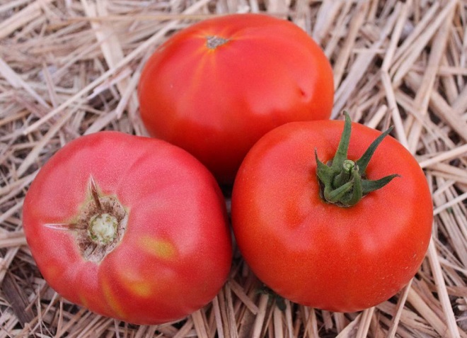 tomate rose titanic sur le foin