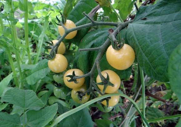 dulce de tomate cherry verde