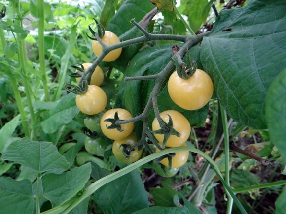 Tomate Sweet Cherry F1