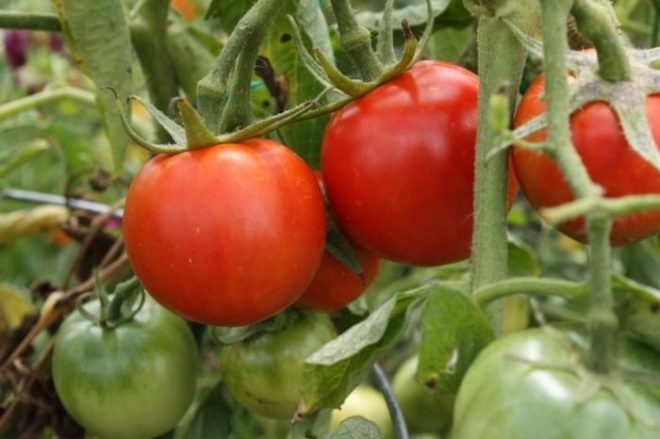 thick tomato f1 in the open field