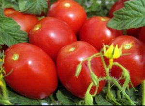 What are determinant and indeterminate tomato varieties, which are better