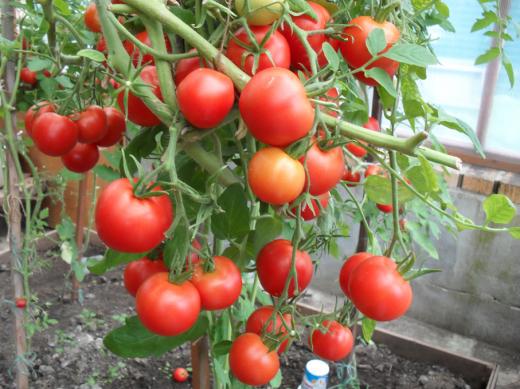 buissons de tomates Verliok